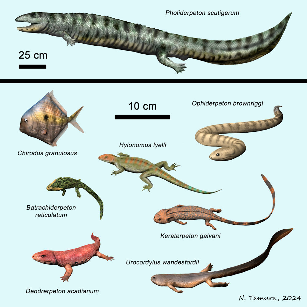 Carboniferous Vertebrates Series #7: Bashkirian stage: Pholiderpeton, Chirodus, Ophiderpeton, Hylonomus, Batrachiderpeton, Keraterpeton, Dendrerpeton, Urocordylus