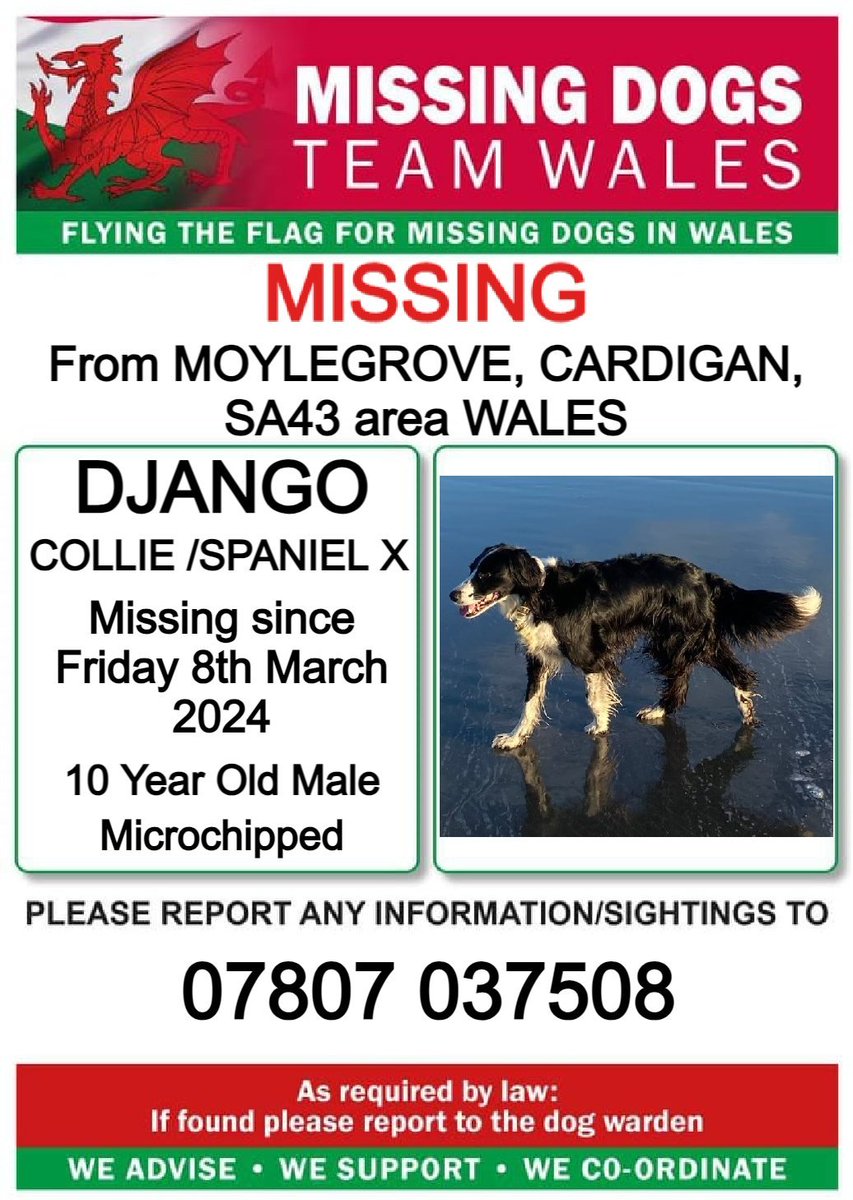 #DJANGO MISSING #MOYLEGROVE #CARDIGAN, #SA43 area WALES CALL NUMBER WITH ANY SIGHTINGS/INFORMATION @Anthony_Bailey_ @missingdogwales @juliagarland73 @rosiedoc666 @CarolPoyerPeett @MissingPetsGB @muddypawscrime @KarenFi51820768 @Cymru_01 @LostDogAlertUK @MoylegroveCG @sifu_m