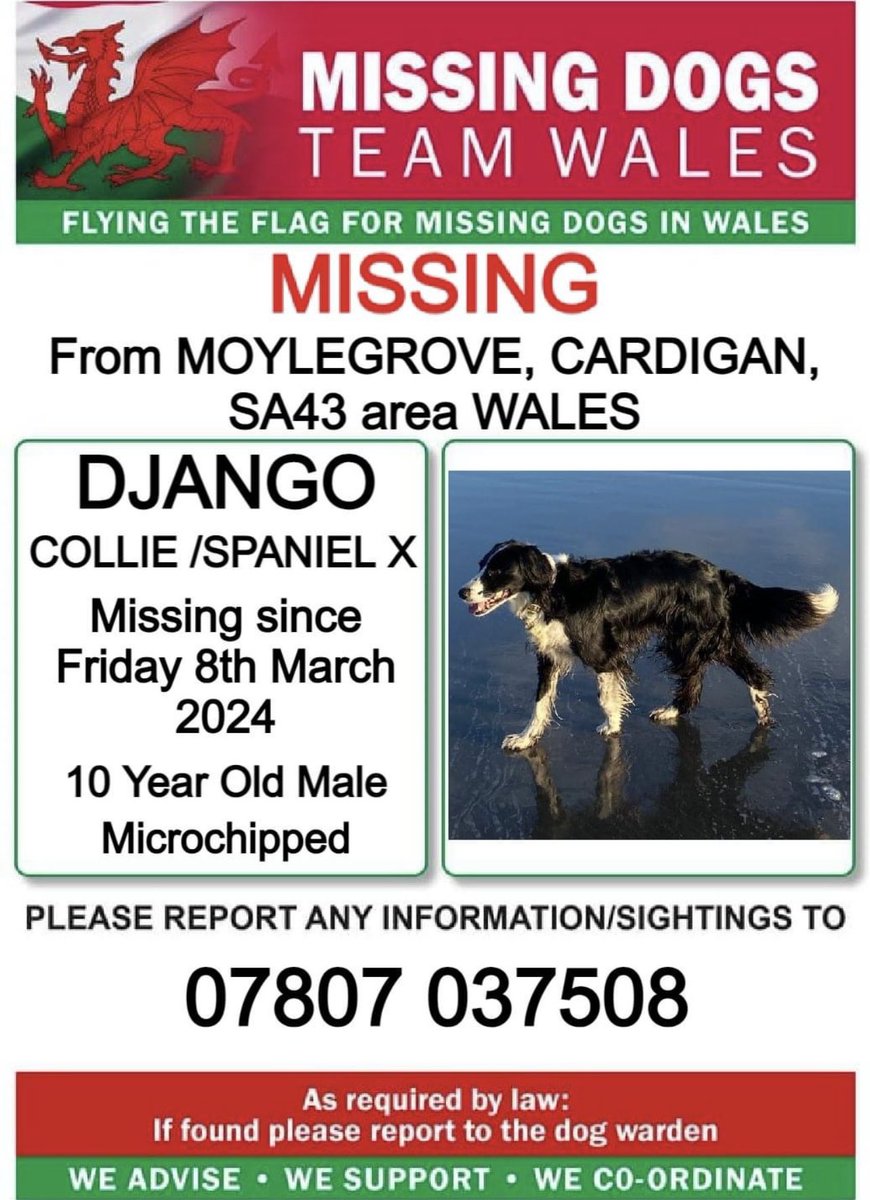 ❗❗DJANGO, MISSING FROM #MOYLEGROVE, #CARDIGAN, #SA43 area #WALES ❗ ❗SINCE FRIDAY 8th MARCH 2024. ❗PLEASE LOOK OUT FOR DJANGO AND CALL NUMBER WITH ANY SIGHTINGS/INFORMATION ❗