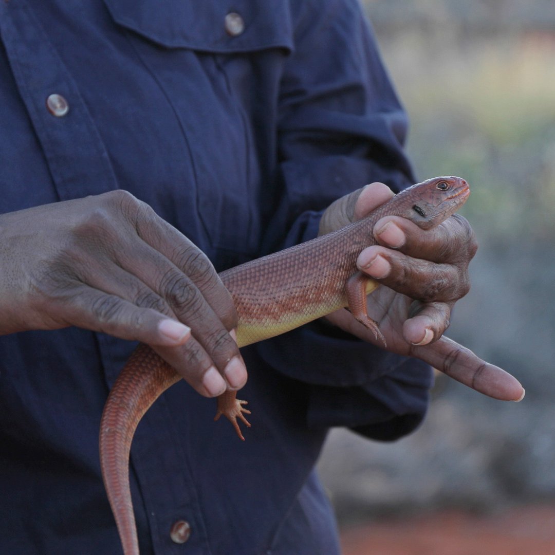 Tomorrow, at Uluṟu-Kata Tjuṯa National Park, we will celebrate the launch of Mulyamiji March! 🦎 👀 During March, 20 Indigenous ranger groups will join forces to protect tjakuṟa (aka mulyamji, great desert skink) from extinction. @IDA_Australia Visit: nesplandscapes.edu.au/2024/03/06/mul…