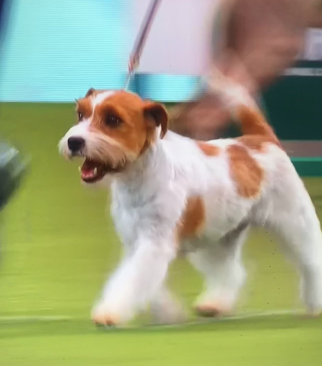 I called them both - what a fabulous Crufts final! Thanks for having me this weekend #Crufts2024 ❤️🐾 #AustralianShepherd #JackRussell @Crufts