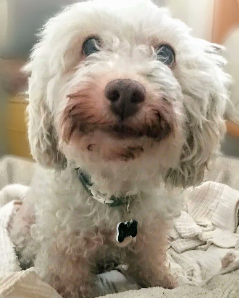 Adoptable Darla is 10 yo, potty trained, loves other cats &amp; dogs and is a very low maintenance sweet little cuddler! She loves to run &amp; play &amp; be by your side for whatever adventure lies ahead! 🥰  
#AdoptDontShop #rehomehour #SanDiego #seniordog #poodle