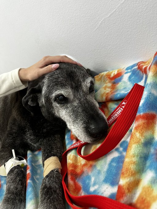 I am very sad to report that my sweet boy Lynn passed away this morning. As some of you know Lynn was