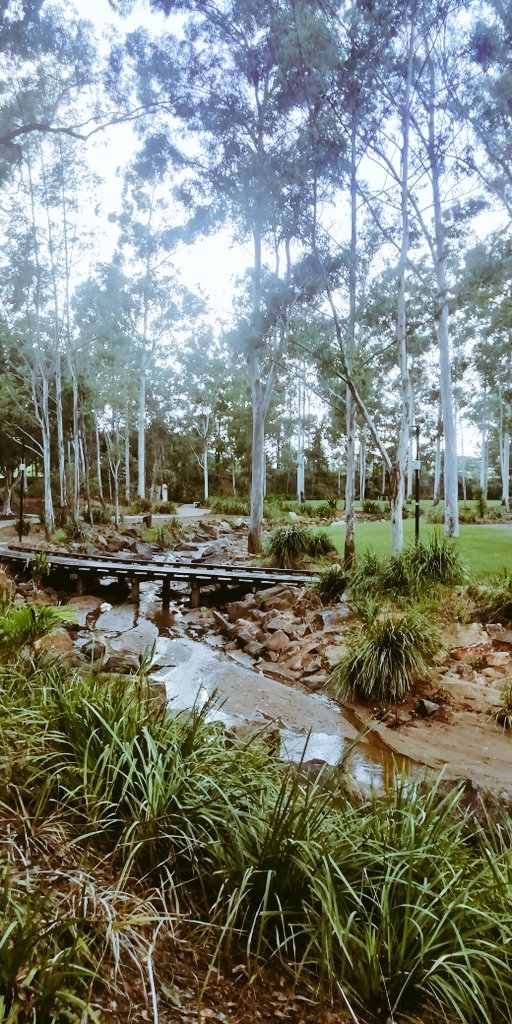 Vics_Echidna's tweet photo. Beautiful walk through #RobelleDomain this morning and ☕ at #ClairesWholesomeKitchen with the best view in town 😍🐦🌳 #MoveMore 💪 @springfieldQLD @UQCCHW #community https://t.co/RxiZydfSsv