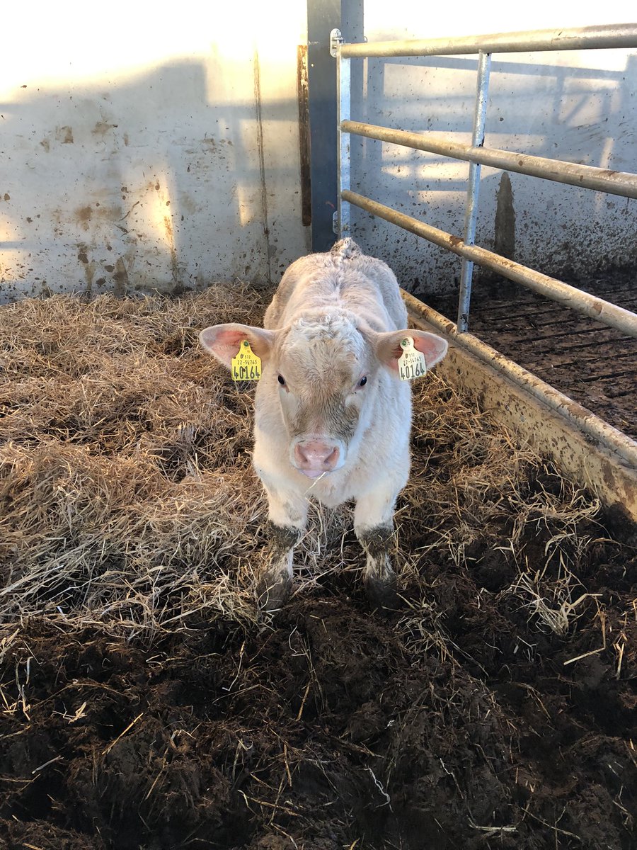 com_wjs's tweet image. Ufr bull an oldie but a goldie hopefully this lad keeps piling on the pounds 💪💪#frankthetank @doveagenetics