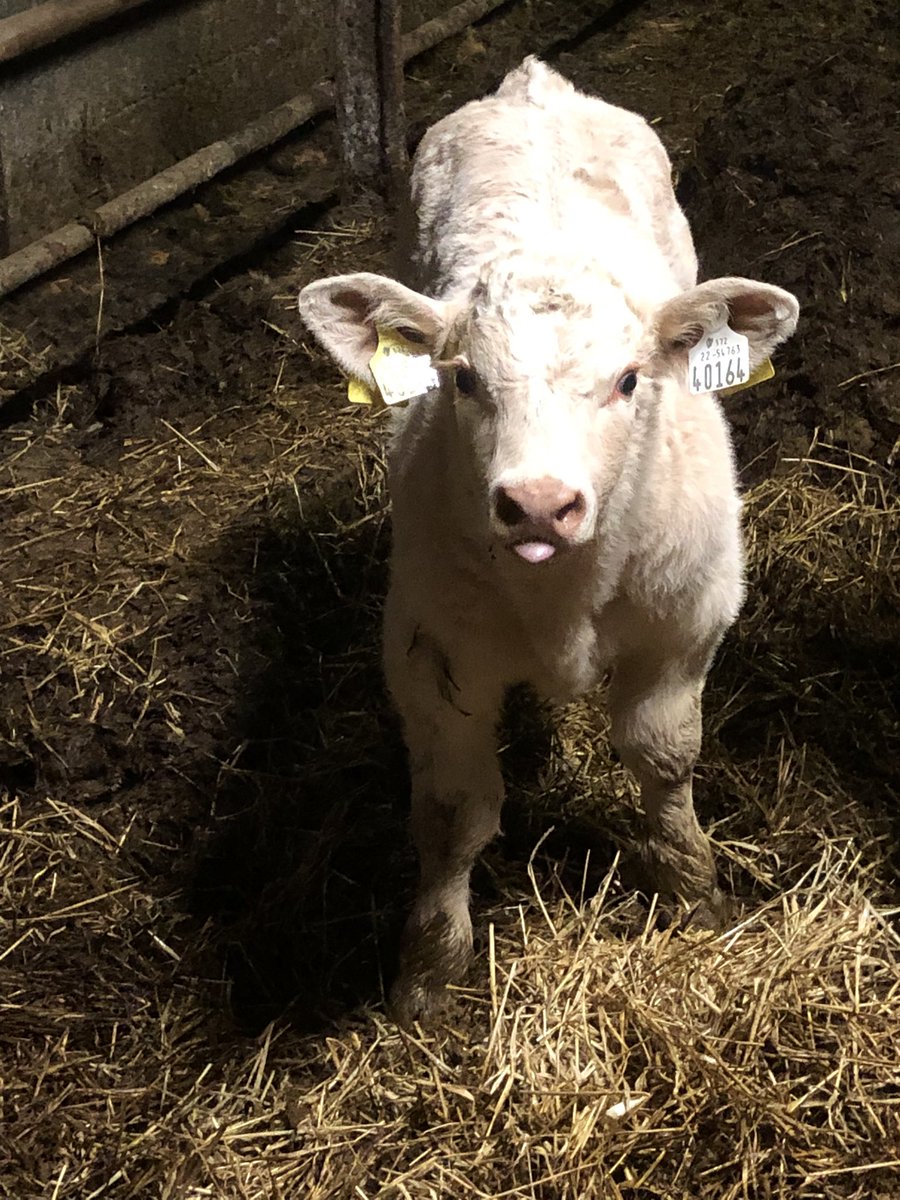 com_wjs's tweet image. Ufr bull an oldie but a goldie hopefully this lad keeps piling on the pounds 💪💪#frankthetank @doveagenetics