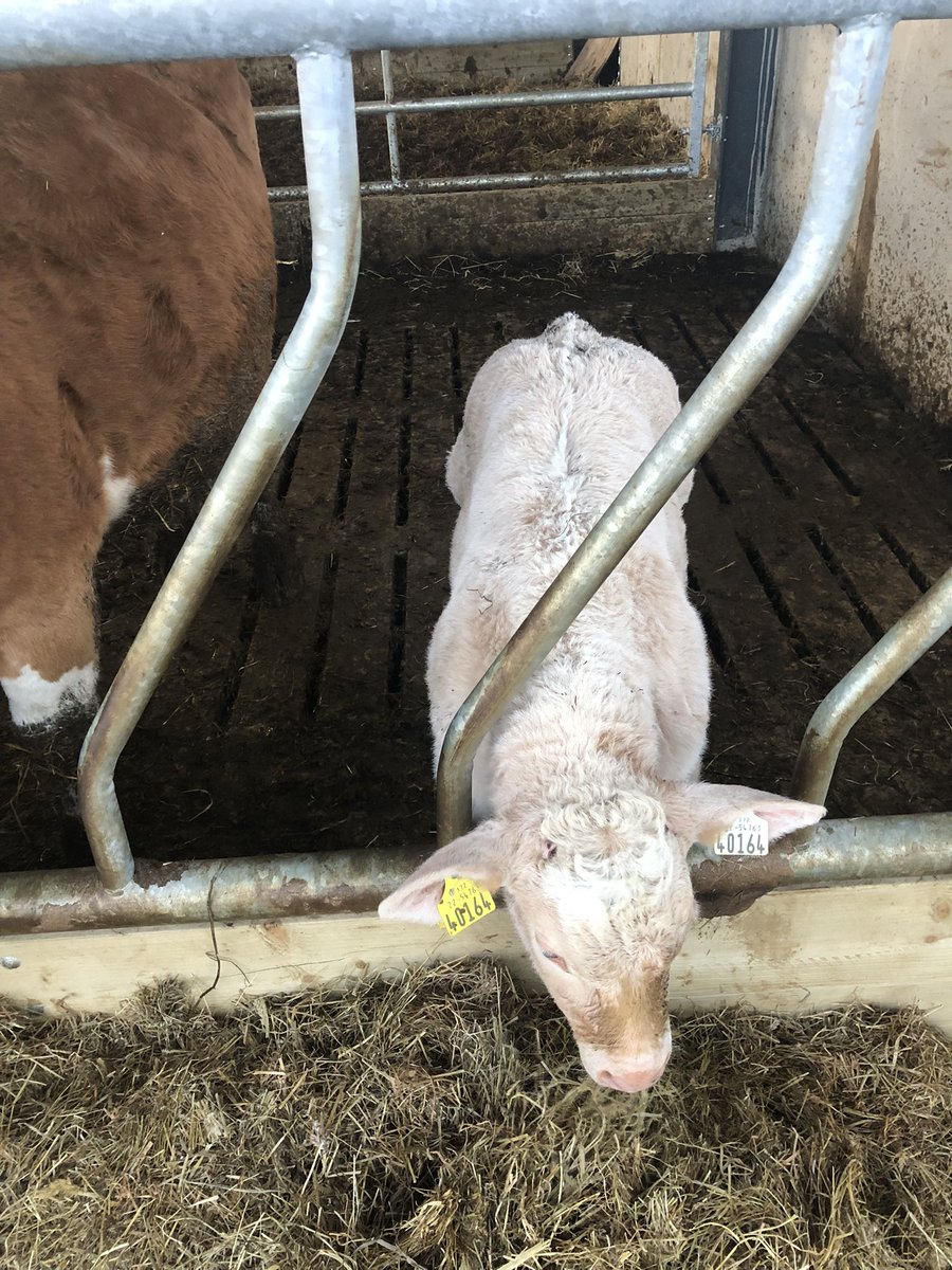 com_wjs's tweet image. Ufr bull an oldie but a goldie hopefully this lad keeps piling on the pounds 💪💪#frankthetank @doveagenetics