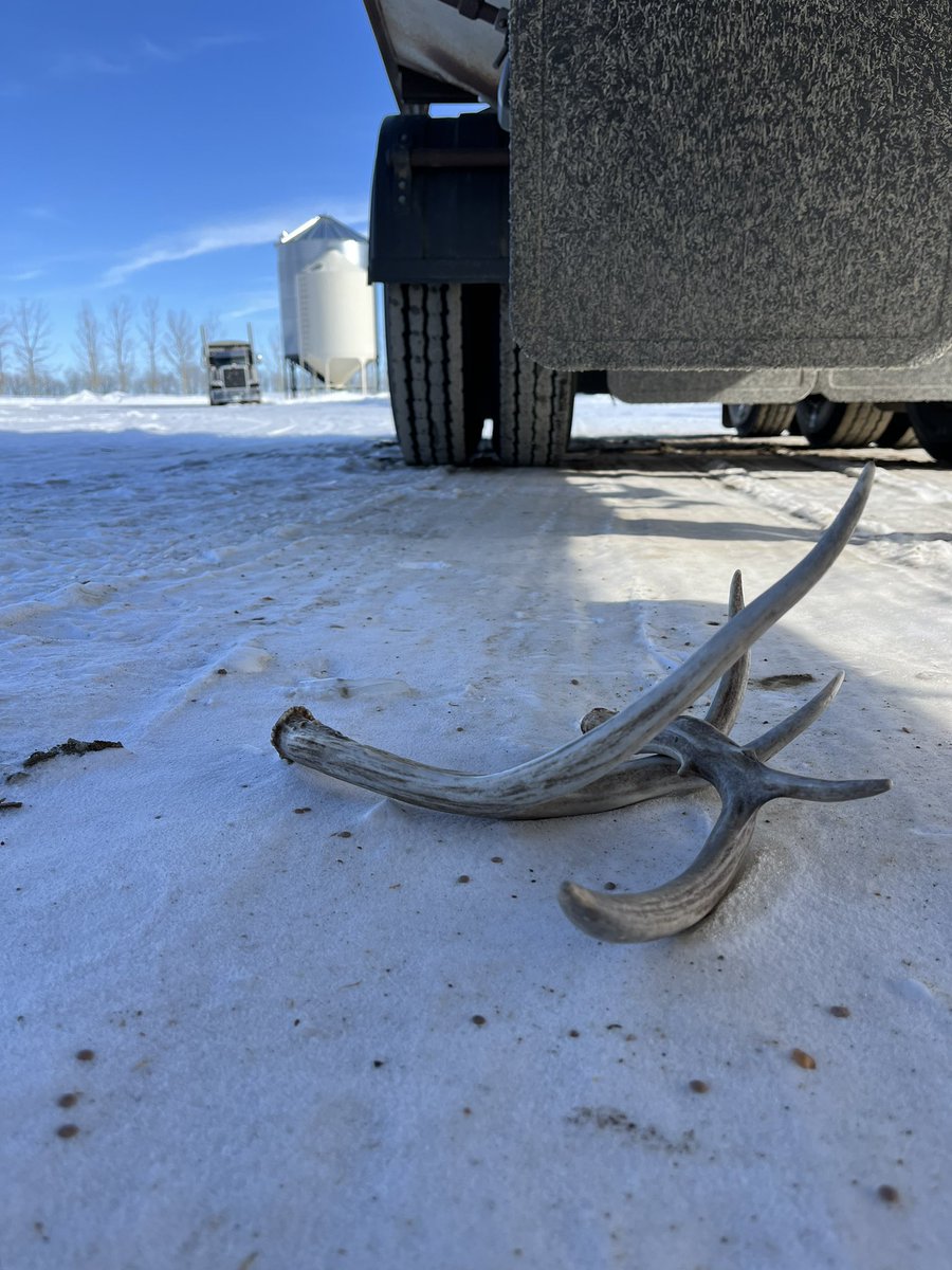 choppermac's tweet image. Make sure you do a walk around your grain trailer in deer shed season, that coulda been expensive.