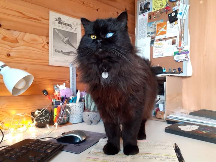 Devastated to have lost my editorial assistant, constant companion and all-round love of my life in feline form (Falafel). This cat has followed my entire career to date with many a vocalization of encouragement. The office, as indeed everywhere else, will be empty without him.