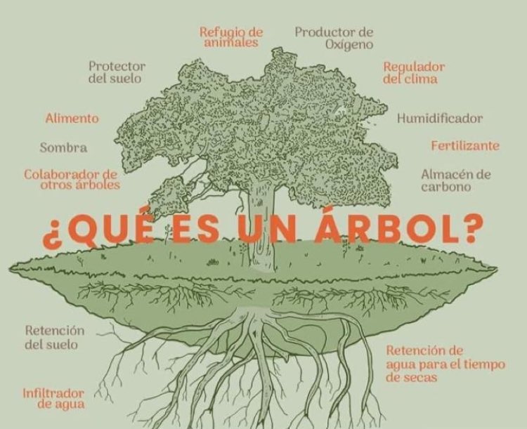 CYCLE_2022's tweet photo. ¿Qué es un árbol? https://t.co/dCCn6VpTFv