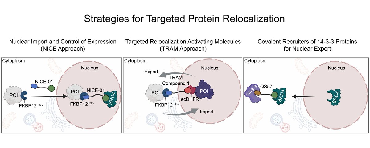 It was a pleasure to highlight the recent innovative studies from the labs of @SchreiberStuart and Matthew Meyerson (NICE approach), @StevenMBanik (TRAM approach), and @DanNomura (covalent recruiters of 14-3-3 proteins).