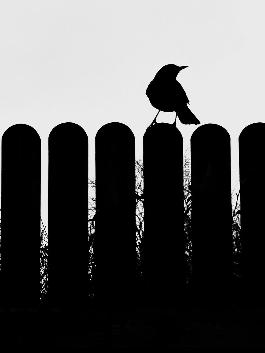 Bird on a fence #2
 #womensart #photooftheday #dailyphotochallenge #aphotoaday