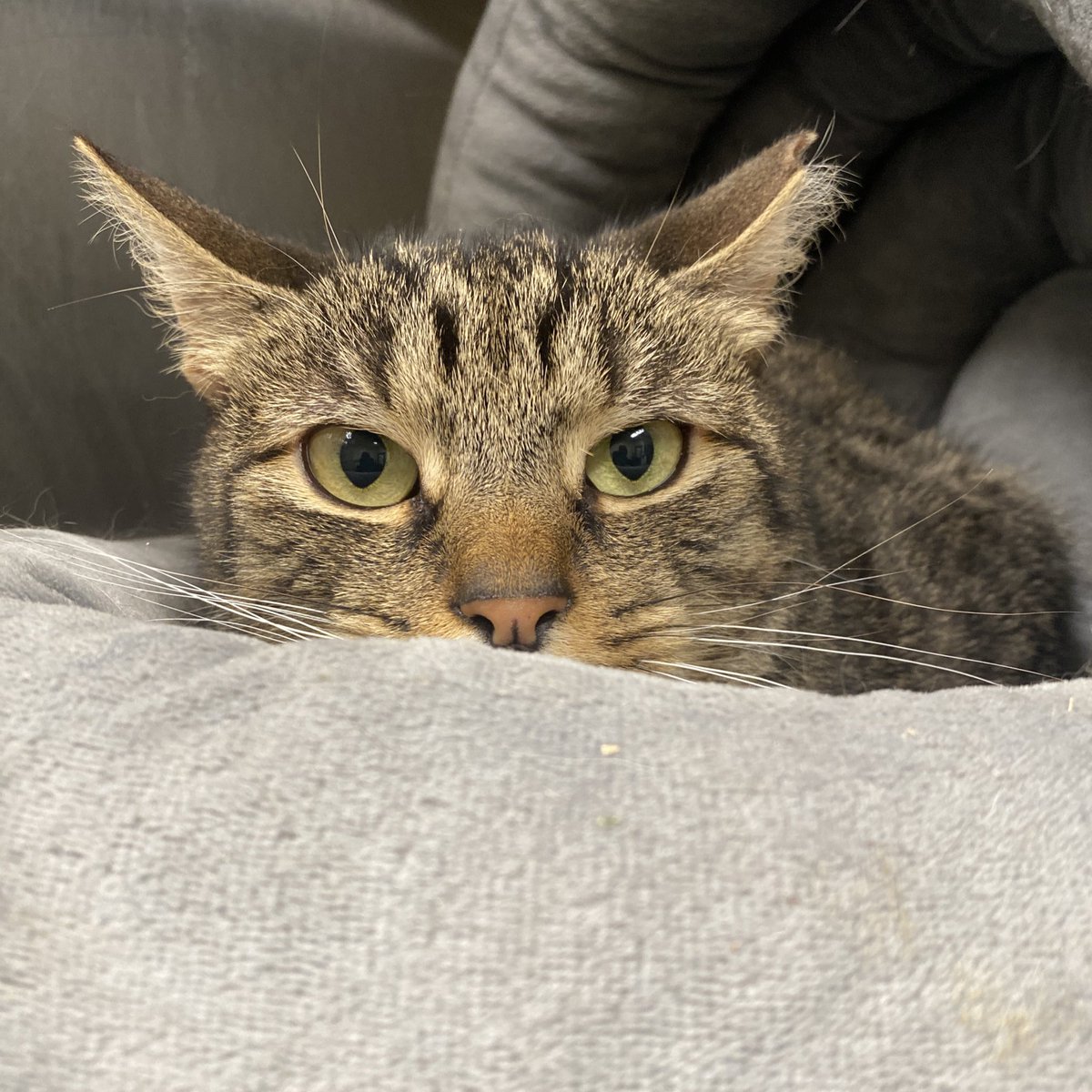 Brogle is a seven year old tabby cat looking for a home. He has no teeth and can be a little spicy at times. He loves his cat bed, tasty Churu, and bell toys. 

📍 Blackwood, NJ. 

#catlover #cat #adoptacat