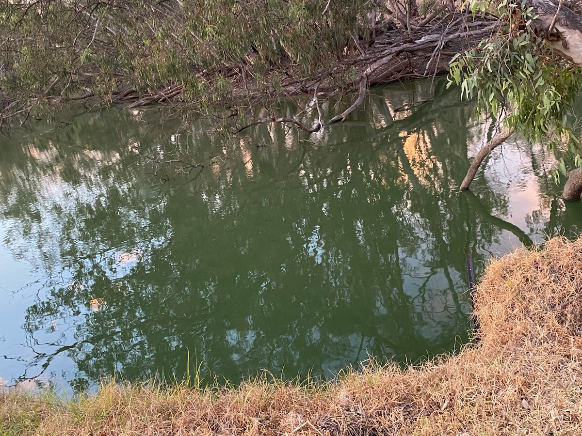 These photos are of the current state of the water in the Lower Lachlan River at Corrong. Stock and human health are being put at serious risk because of the shortage of skilled NSW water bureaucracy managers. Surely with so much water in dam storage, sending good quality water…