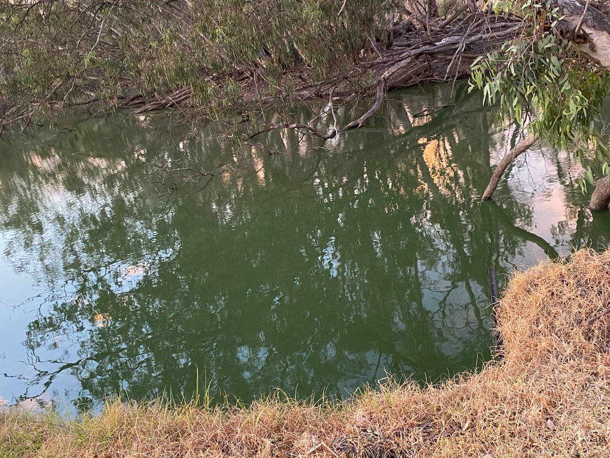 These photos are of the current state of the water in the Lower Lachlan River at Corrong.
Stock and human health are being put at serious risk because of the shortage of skilled NSW water bureaucracy managers.
Surely with so much water in dam storage, sending good quality water