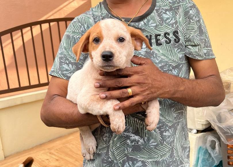 Rugeshroy's tweet photo. Puppies for adoption 
Black and white both female. DOB 15/1/24
Area: klang 
Please contact charugesh 0163744526

Help to share guys https://t.co/8dyJWKJH9C