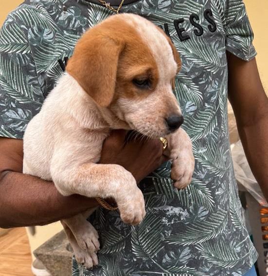 Rugeshroy's tweet photo. Puppies for adoption 
Black and white both female. DOB 15/1/24
Area: klang 
Please contact charugesh 0163744526

Help to share guys https://t.co/8dyJWKJH9C