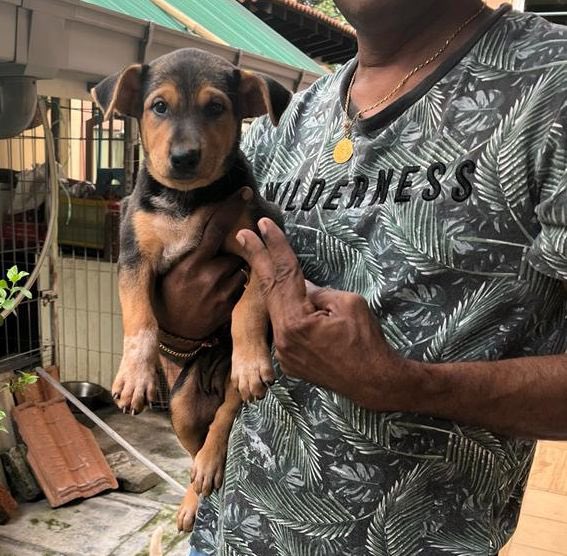 Rugeshroy's tweet photo. Puppies for adoption 
Black and white both female. DOB 15/1/24
Area: klang 
Please contact charugesh 0163744526

Help to share guys https://t.co/8dyJWKJH9C