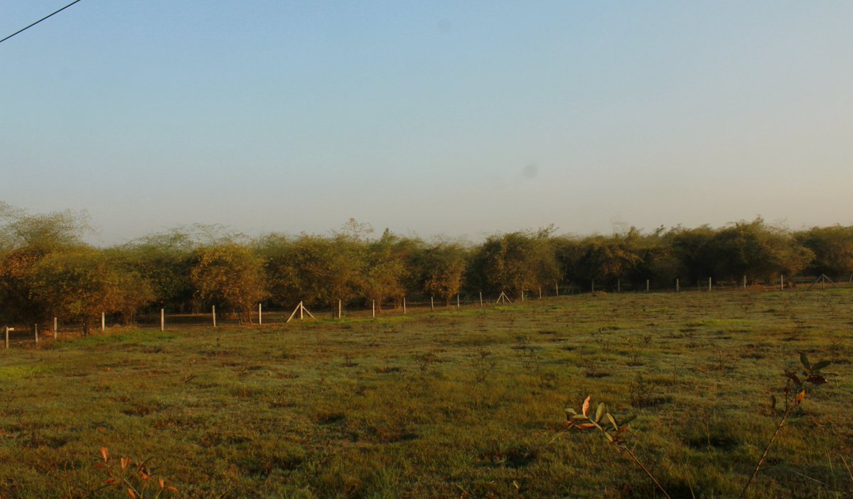 Bamboo groves in the morning -