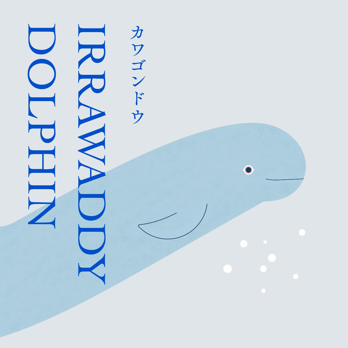 chartpj's tweet photo. てぬぐいに描かれた動物たち🐬

IRRAWADDY DOLPHIN　カワゴンドウ
魚網に誤ってかかり命を落とす混獲、船との衝突、東南アジアで進められているダム開発や森林伐採による水位の変化や汚染が大きな打撃を与えています。地域によっては個体数が100頭前後にまで減少し絶滅寸前の危機にさらされています。 https://t.co/bFiaiQJMQG