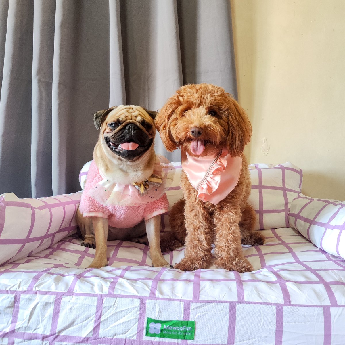 petfriendlys_ph's tweet photo. Luna the Pug is definitely not a bed hogger! She knows how extra comfy our Lavender Waterproof Pet Bed is and she's not afraid to share this with her furriends, especially to the lovable Looney Bear.

-

#dogsofinstagram #petph #dogph #petbed #petsuppliesph #petfriendlysph https://t.co/y6BW7rLhw5