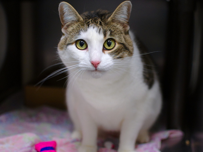 NYCDEATHROWCATS's tweet photo. THERE ARE 20 ANIMALS (8 CATS &amp; 12 DOGS)  AT RISK FOR TUESDAY 3/12/24 DEADLINE IS NOON. PLEASE SHARE, FOSTER, ADOPT, TAG FRIENDS, POST TO SOCIAL MEDIA SITES, PLEDGE TO HELP SAVE THEIR LIVES. NEW PHOTOS https://t.co/Rt2PL8RaPy https://t.co/Qw3svf7OlH