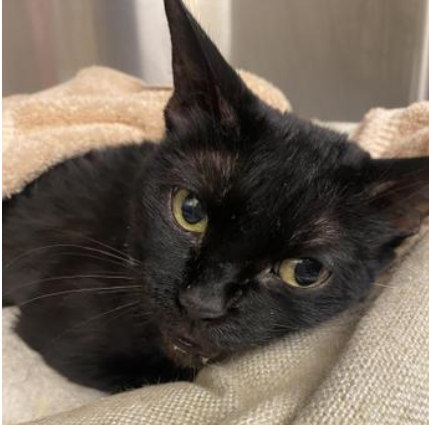 NYCDEATHROWCATS's tweet photo. THERE ARE 20 ANIMALS (8 CATS &amp; 12 DOGS)  AT RISK FOR TUESDAY 3/12/24 DEADLINE IS NOON. PLEASE SHARE, FOSTER, ADOPT, TAG FRIENDS, POST TO SOCIAL MEDIA SITES, PLEDGE TO HELP SAVE THEIR LIVES. NEW PHOTOS https://t.co/Rt2PL8RaPy https://t.co/Qw3svf7OlH