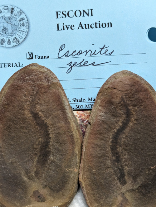 ESCONI's tweet photo. 2024 ESCONI Gem, Mineral, and Fossil Show - Preview #12! #show #fossils #paleontology #MazonCreek #worm #pennsylvanian #pit11
https://t.co/IUH2XthgGa https://t.co/k4INCNfKqU