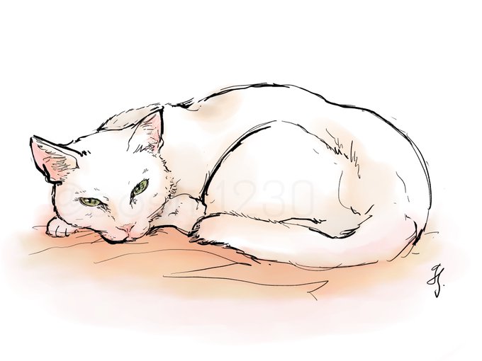 「signature white cat」 illustration images(Latest)