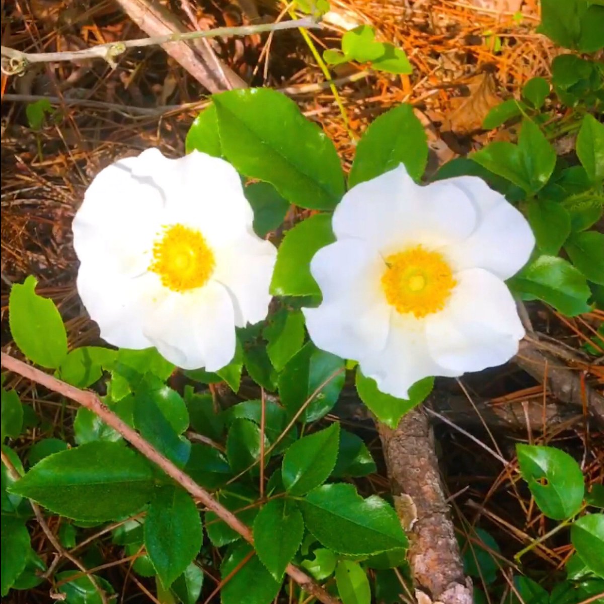 Alion_Unleashed's tweet image. Heirloom Mermaid Roses at The Green Thumb Tiny House!

youtube.com/shorts/ljNObEO…