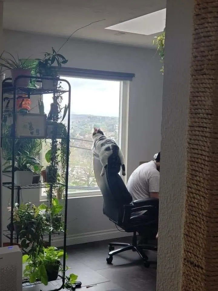 ShouldHaveCat's tweet photo. https://t.co/oitHRBOpGT