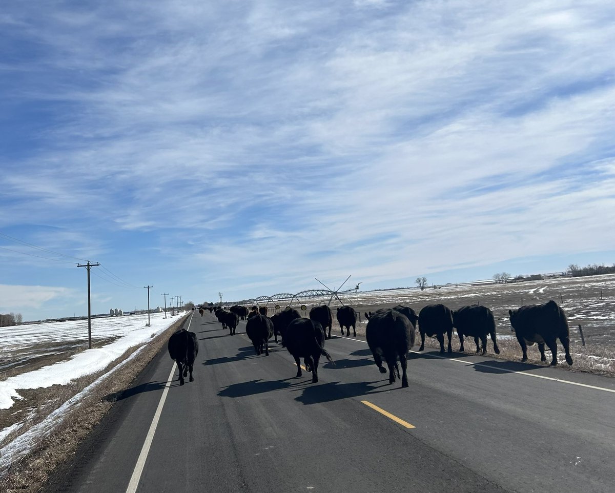 Jason Hale (@jasonhaleab) on Twitter photo Beautiful day to move the cows home before calving starts. <a href="/AlbertaAg/">Alberta Agriculture and Irrigation</a> #strungwayout #ranchin Beautiful day to move the cows home before calving starts. <a href="/AlbertaAg/">Alberta Agriculture and Irrigation</a> #strungwayout #ranchin