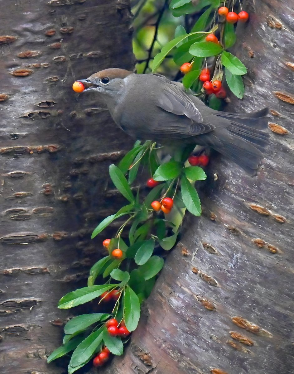 Female Blackcap eating Cotoneaster berries in my Somerset garden yesterday. 😀🐦