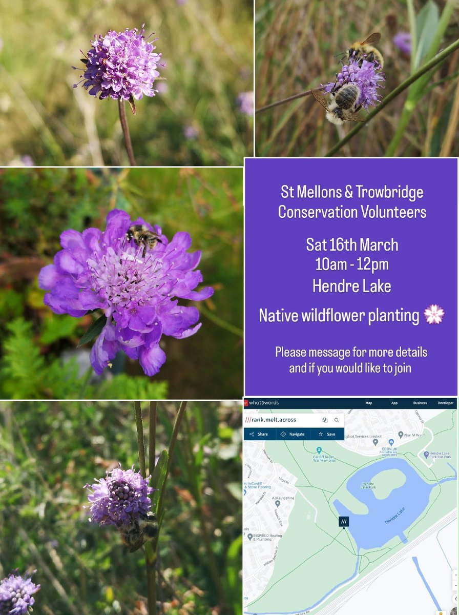 St Mellons & Trowbridge Conservation Volunteers event this Saturday 16th March at Hendre Lake. We will plant native wildflowers in a meadow to improve species diversity. Devil’s Bit Scabious is great for the Shrill Carder Bees 🐝 Please message if you would like to attend 💚