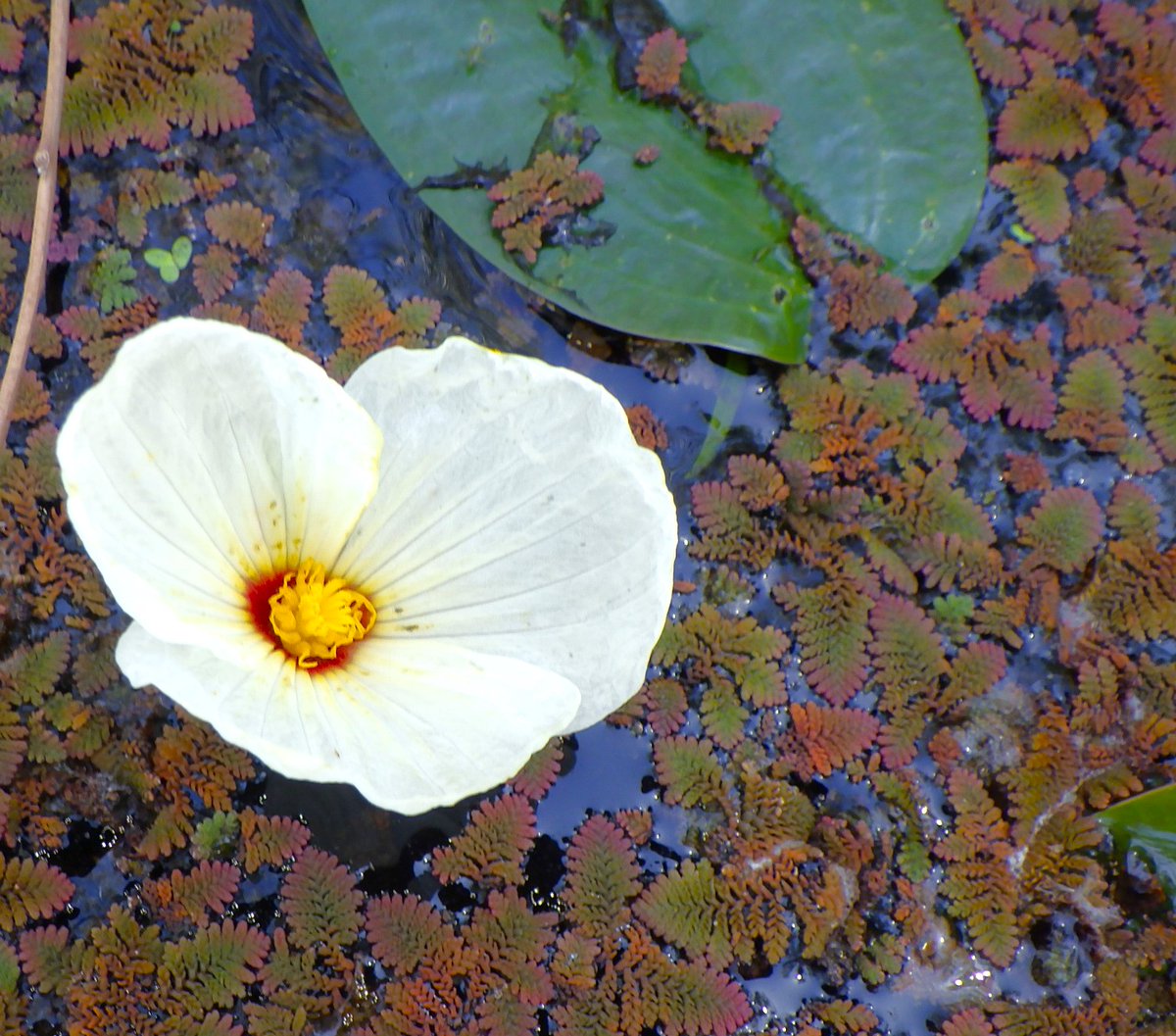 E_R_Australia's tweet image. A gorgeous #swamplily for this holiday Monday! Did you know that this species of #wetland plant has two types of flowers? A smaller one that grows below the water, and this fancy one that grows above! #nativeflora #botany