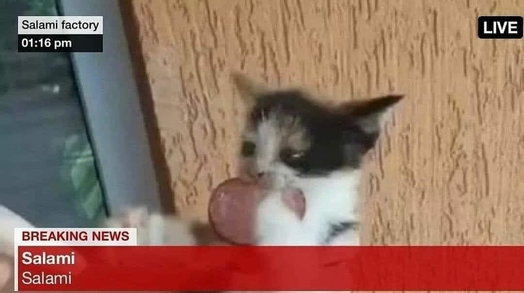 Punch Cat (@punchingcat) on Twitter photo 