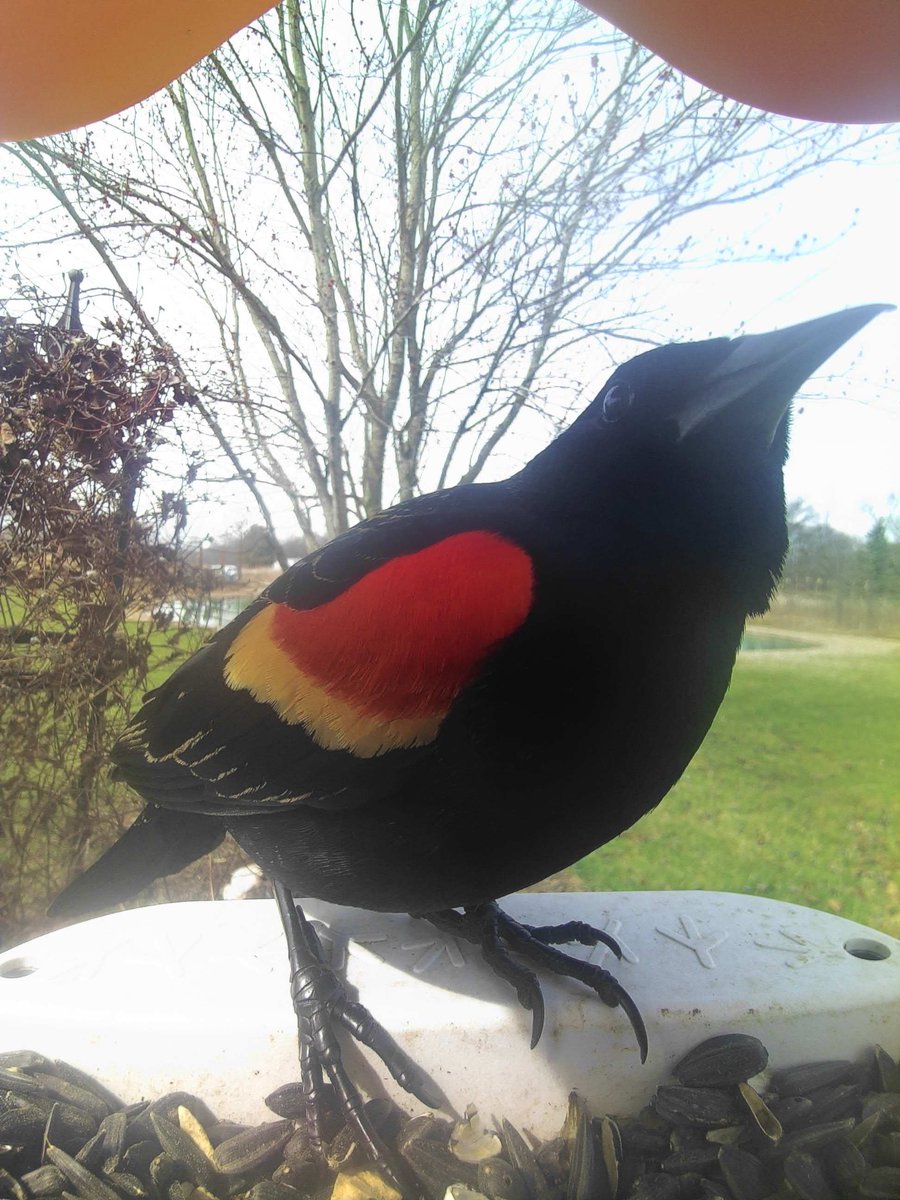 stratabird_'s tweet photo. the important business: https://t.co/6OTAT2HaYo