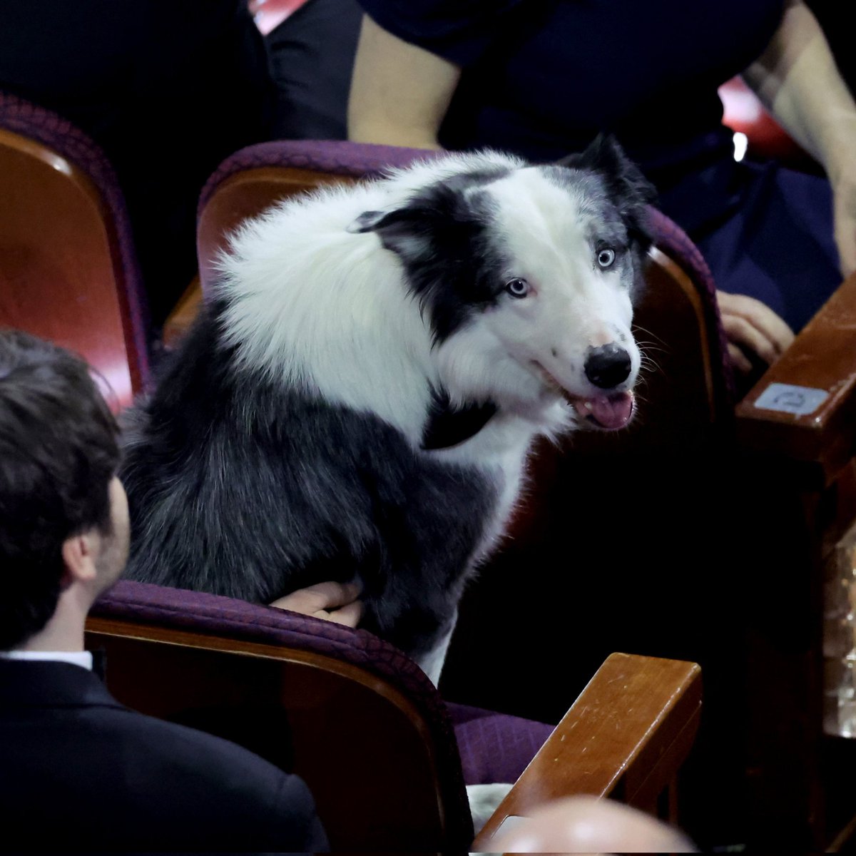 Lo más importante Messi ya está en los #Oscars2024 seguramente será el mejor portado