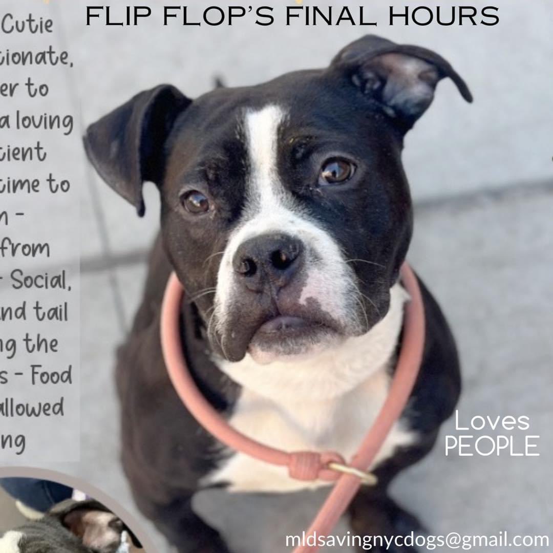 TomJumboGrumbo's tweet photo. HOURS LEFT, DELISTED in preparation TBK in NYCACC: Flip Flop 192677 has been waiting for his chance since Feb 1. His preference of ‘jumping up for attention’ or ‘biting his leash’ means NYCACC has placed him TBK and wants him gone immediately. Three years old, he loves being around people and is friendly, outgoing and playful with strangers and kids, it’s certainly not his time to die. Adoptable from any location, he’s looking for a family with kids age 13+. Please repost pledge, let’s save handsome Flip Flop!
For assistance: please email keitholbermanndogs@gmail.com or DM @notthesameone2
https://t.co/tIbE5WUmLZ