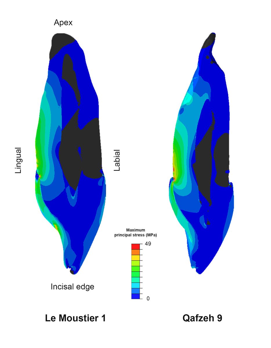 Palaeo_diet's tweet photo. Was Neanderthal's dentition really adapted to sustain heavy mechanical loads? Our new study published on the Journal of Human Evolution #neanderthal #biomechanics  #dentistry #anthropology https://t.co/25JT8rI9gt https://t.co/dJoQUIgcIv