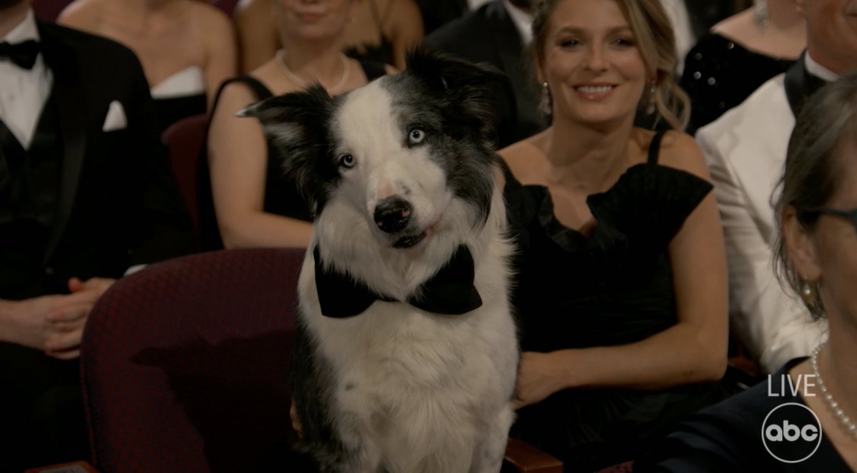 The #Oscars' VIP (Very Important Pup).