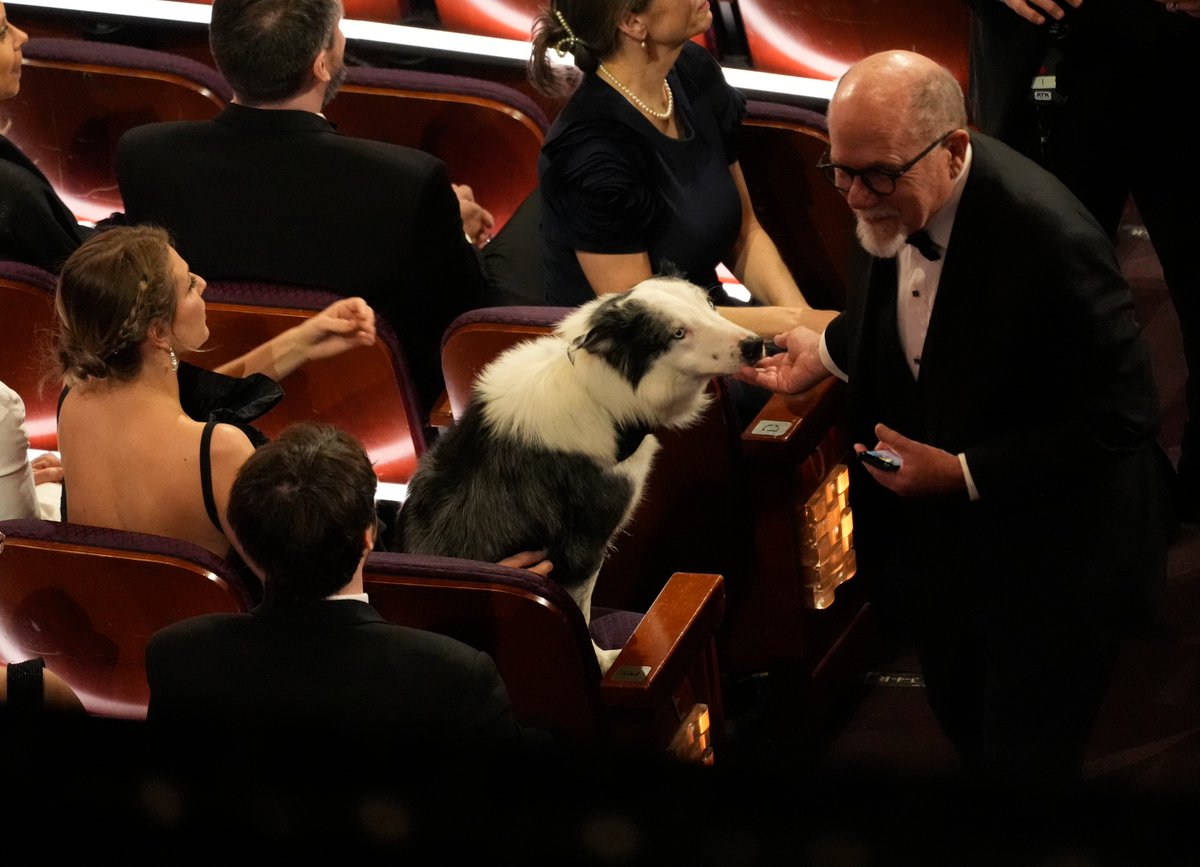 ¡Suave premiación! 🐶🏆🎬 Messi, perrito de "Anatomía de una caída", asiste a los #Oscars2024 

Fotos: AP