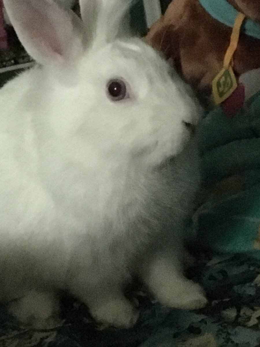 Critterbites's tweet photo. @beeftheobeast this is Esme, a very naughty boy. https://t.co/4kSAt56ahb