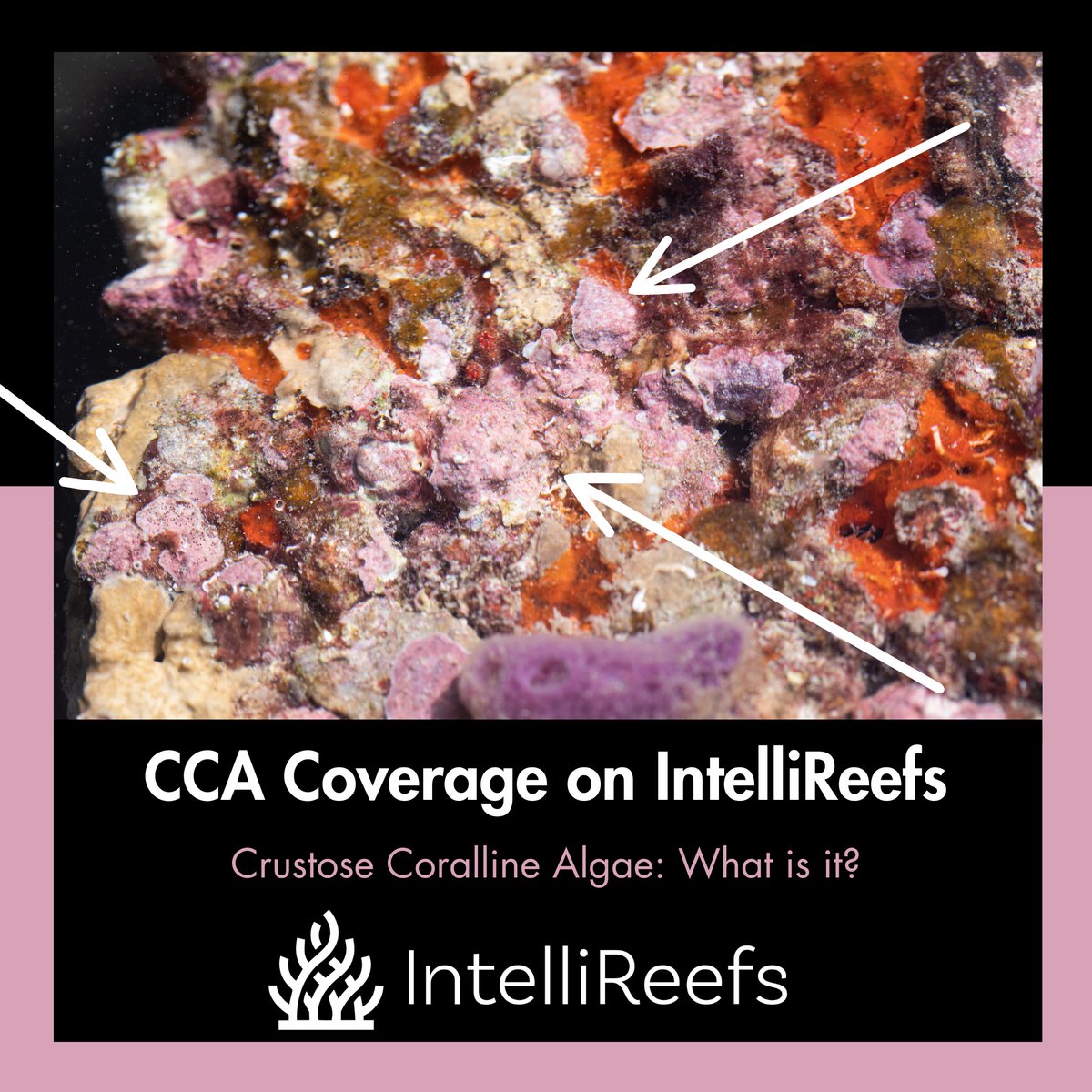 ReefLife911's tweet photo. Happy Science Sunday! Today we learn about CCA: Crustose Coralline Algae, and it's presence on our #IntelliReefs: Made of #Oceanite. "This is unprecedented #CCA Growth on any known man-made oceanic substrates." - #Coral Researchers 🪸#pink #reef ➡️https://t.co/IEXOwbmQdk⬅️ https://t.co/LbzKTyrGAd