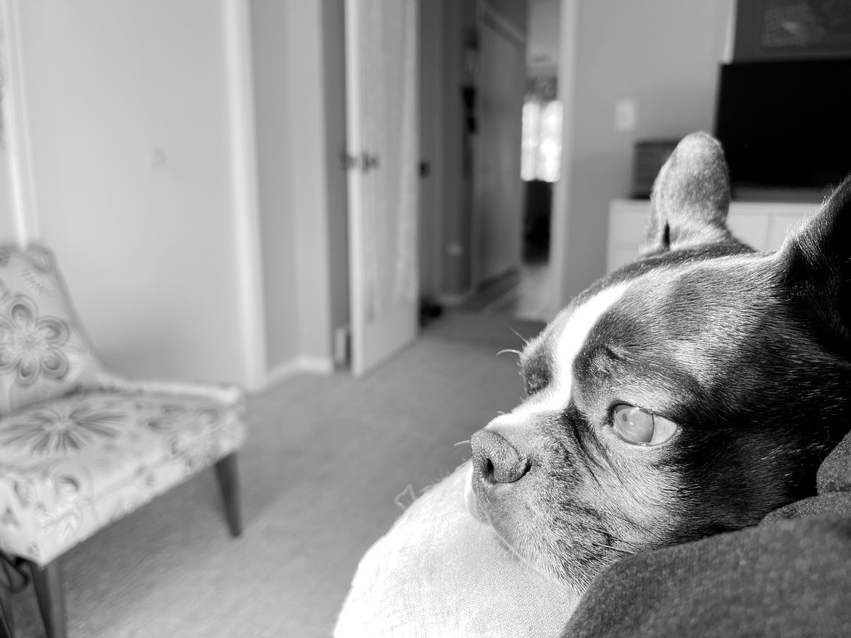 I just love this boy. 💙 #petsofx #bostonterriers #dogslife