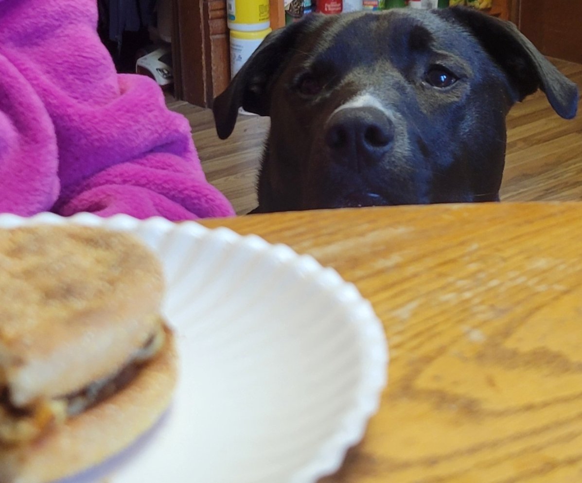 Noxiddar's tweet photo. Me (a noob) playing #ELDENRING:

*Sees a potentially good item, just beyond the elite guard.*

Weighing my chances...

Thanks to my puppy, Josie, for re-enacting this. https://t.co/ZWRwoqIzDm