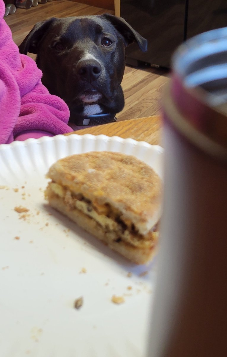 Noxiddar's tweet photo. Me (a noob) playing #ELDENRING:

*Sees a potentially good item, just beyond the elite guard.*

Weighing my chances...

Thanks to my puppy, Josie, for re-enacting this. https://t.co/ZWRwoqIzDm