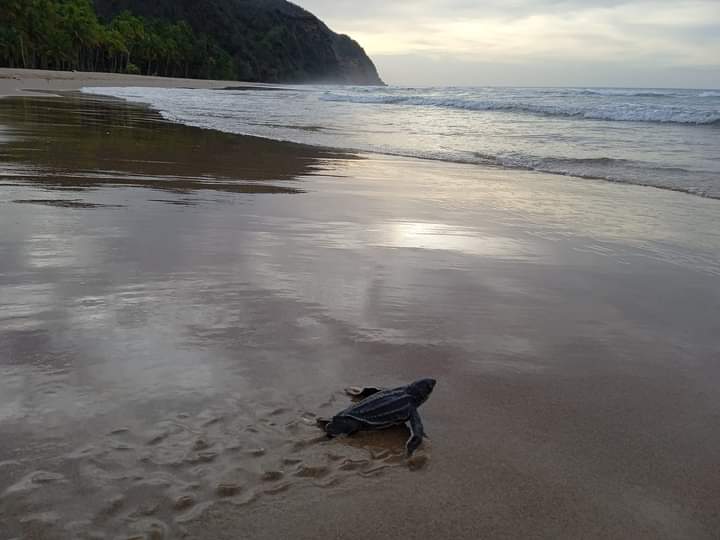 CICTMAR's tweet photo. #10Mar2024 El trabajo de campo de la temporada de anidación del proyecto de investigación y consrervación de tortugas marinas en la Península de Paria se inicia el 15 de Marzo #2024tortugasdeParia #25años 📷Eneida Fajardo, Proyecto Akupara, #Puipuy https://t.co/1EVWJ4sEjY