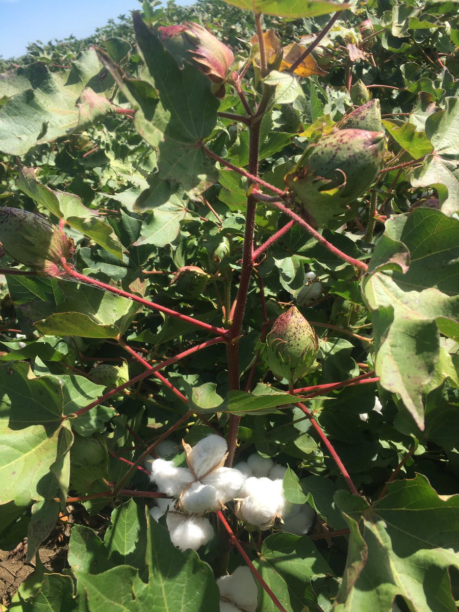 Time to drop some leaf at Condobolin. The best time of year #cotton #defoliation #agriculture #cottonfarming #aggie