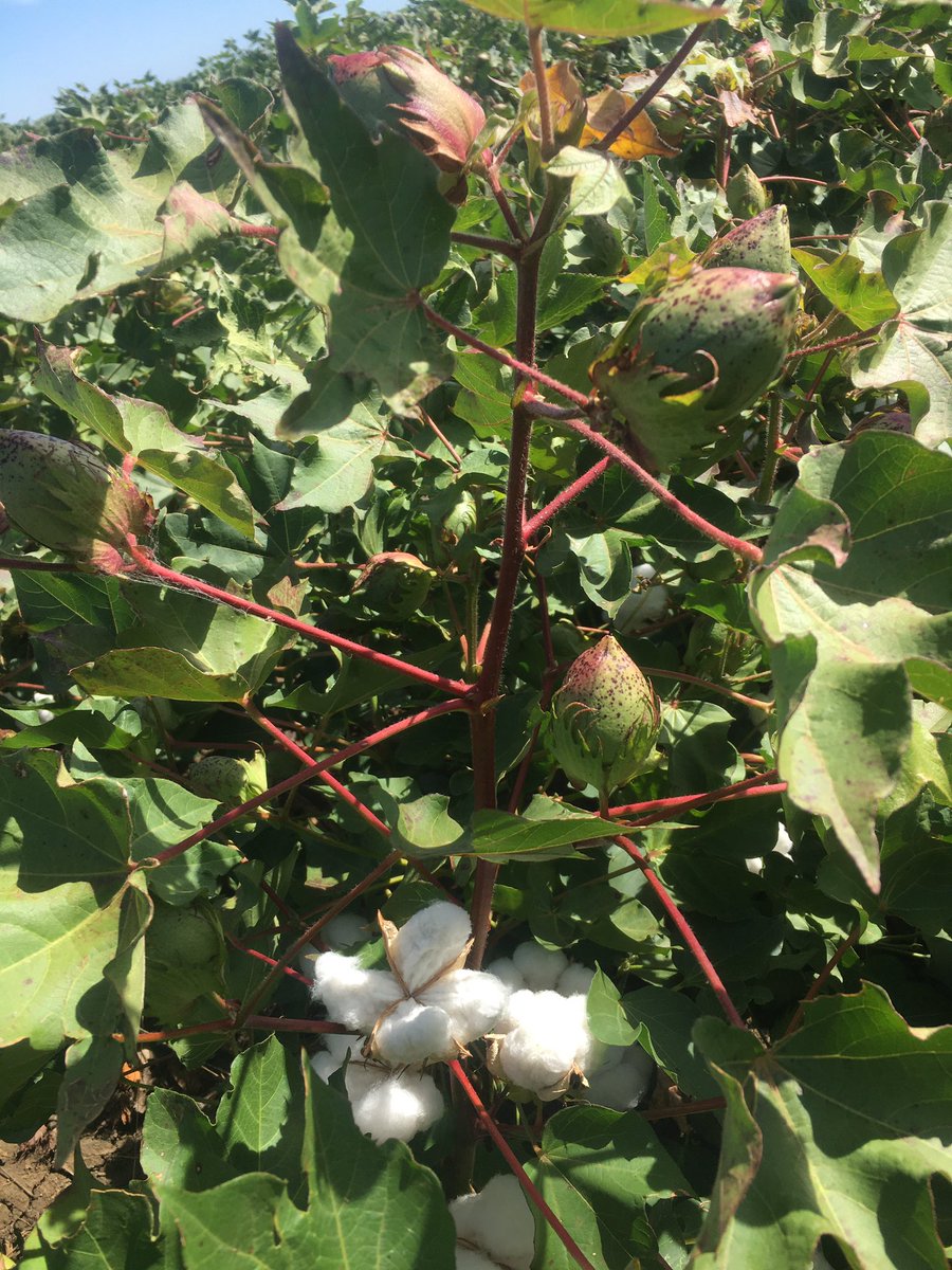 Tallawanta's tweet photo. Time to drop some leaf at Condobolin. The best time of year #cotton #defoliation #agriculture #cottonfarming #aggie https://t.co/XZuNiOOuhF